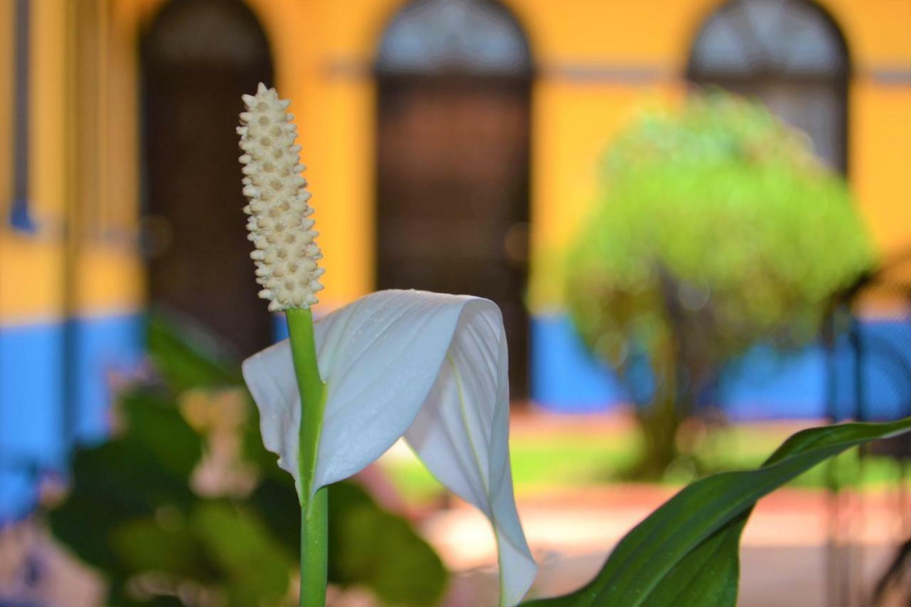 Hotel Delfin Comitan Bagian luar foto